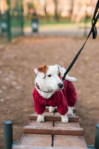 Dressage, sport & jeu