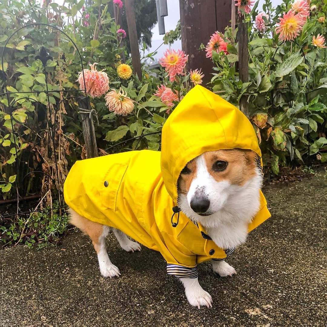 Ciré Jaune pour Chien – Baroudog® BreizhCover