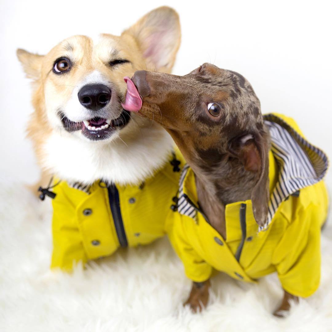 Ciré Jaune pour Chien – Baroudog® BreizhCover