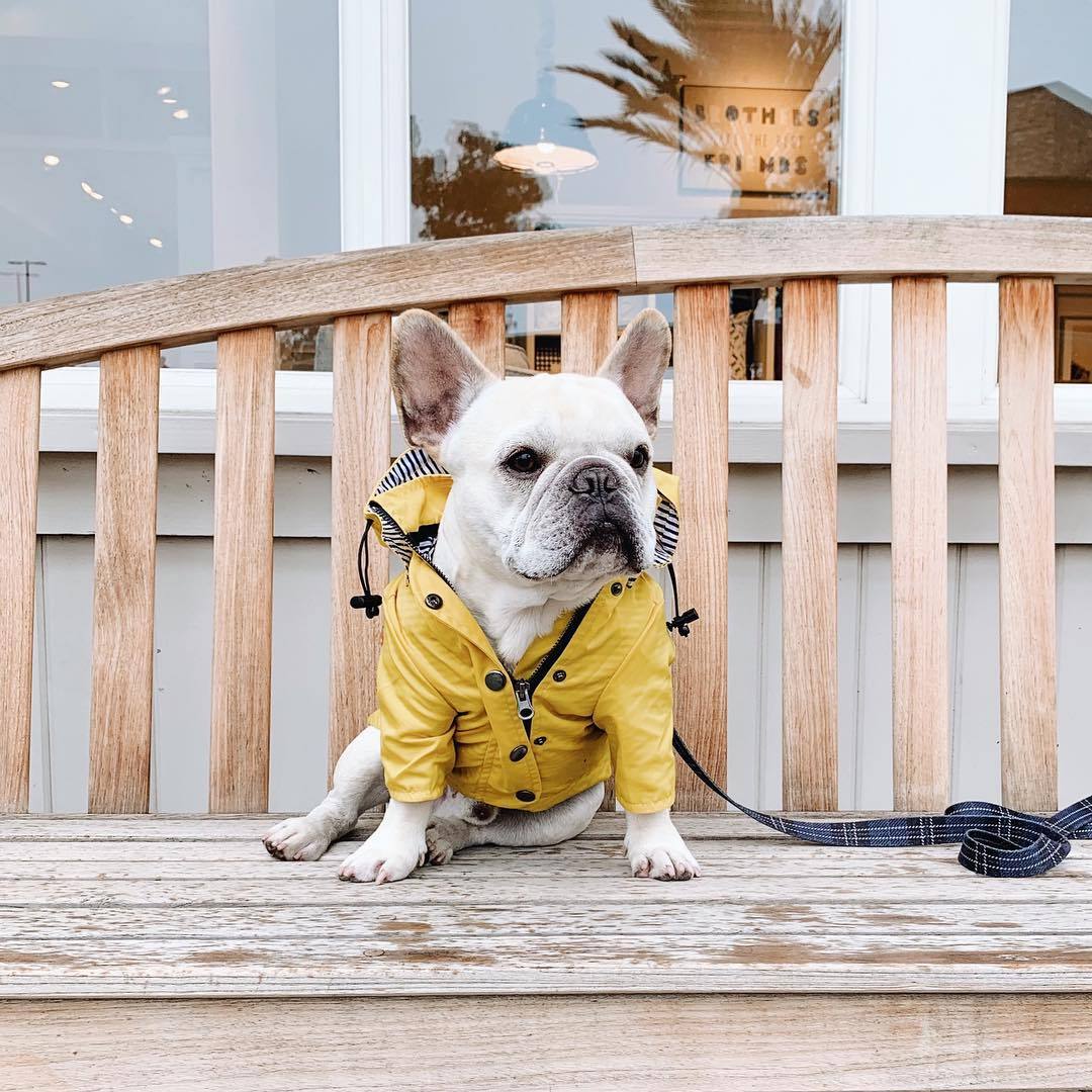 Ciré Jaune pour Chien – Baroudog® BreizhCover