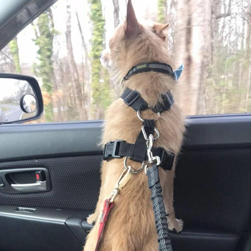 Ceinture de Sécurité Voiture Réglable – Baroudog® SafeRide