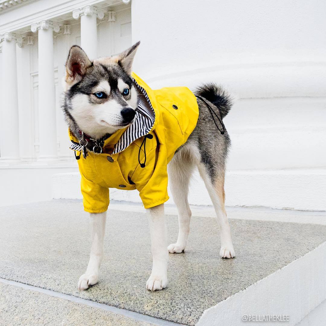 Ciré Jaune pour Chien – Baroudog® BreizhCover
