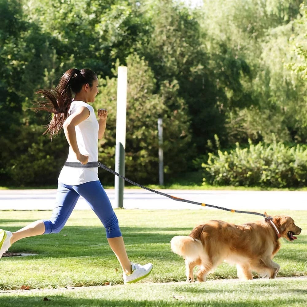 Laisse canicross débutant – Baroudog® TrailLine